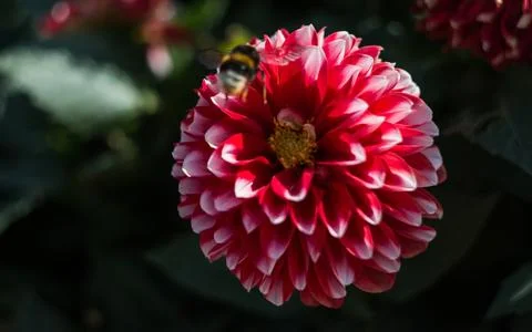 Bee on a Dahlia Stock Photos
