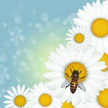 Bee on daisies Stock Illustration