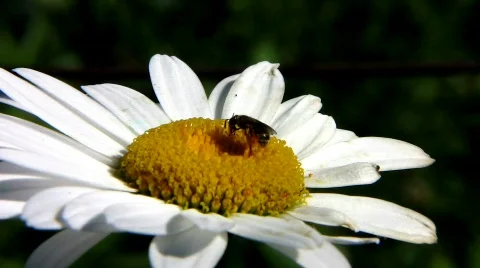 Bee on a daisy - closeup  Stock-Footage 481146
