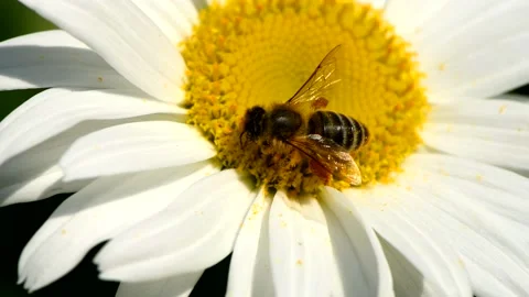 Bee on daisy flower. Bee collects nectar in the daisy flowers. Stock Footage 160112153