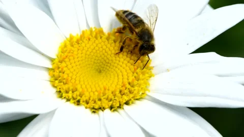 Bee on daisy flower. Bee collects nectar in the daisy flowers. Stock Footage 160112445