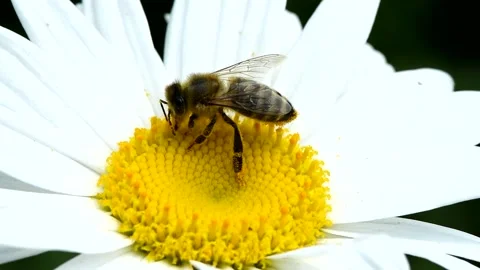 Bee on daisy flower. Bee collects nectar in the daisy flowers. Stock Footage 160112646