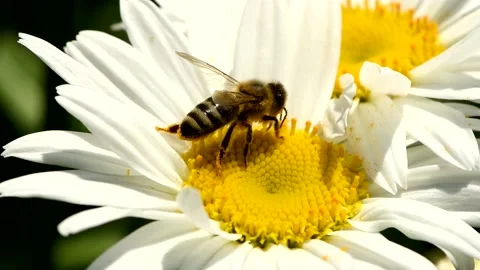 Bee on daisy flower. Bee collects nectar in the daisy flowers. Stock Footage 160112929