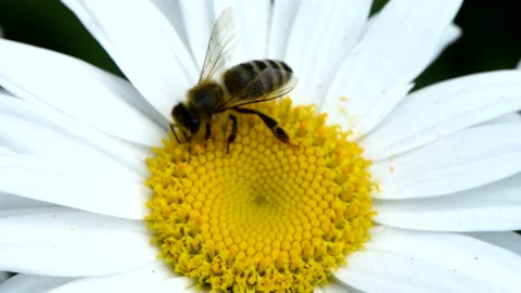 Bee On The Daisy Flower, A Bee Collects Nectar In The Daisy Flowers Stock Footage 164477675