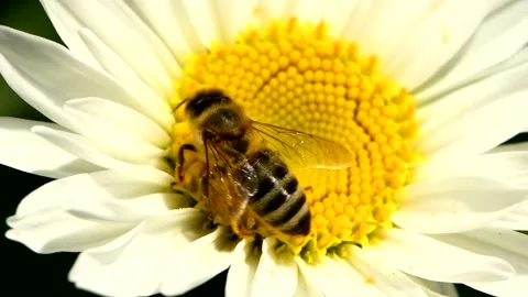 Bee On The Daisy Flower, A Bee Collects Nectar In The Daisy Flowers Stock Footage 164477889