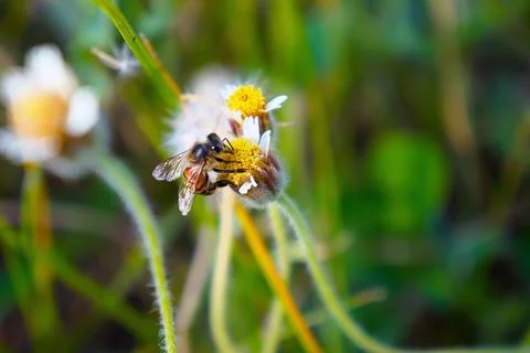 Bee on daisy flower close-up Stock Photos