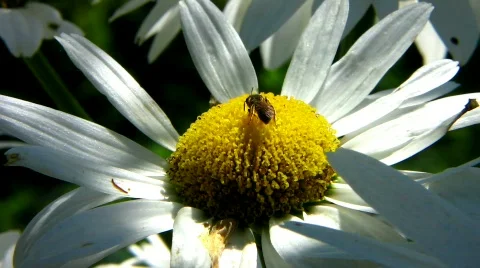 Bee on a daisy flower  Stock-Footage 481144