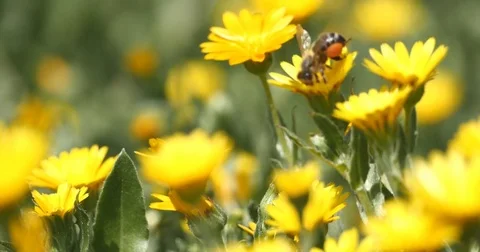 Bee on a daisy flower Stock Footage 73965739