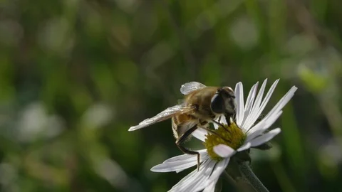 Bee on a Daisy flower Stock Footage 102884763