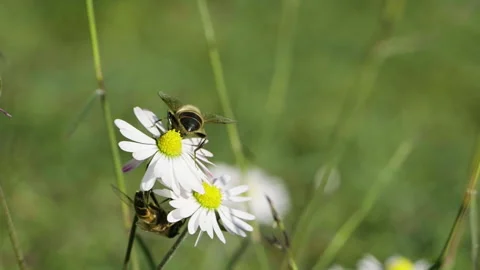 Bee on a Daisy Flower Stock-Footage 240900341