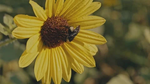 Bee on a Daisy flower 스톡 동영상 315609215