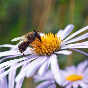 Bee on a daisy flower Stock Photos