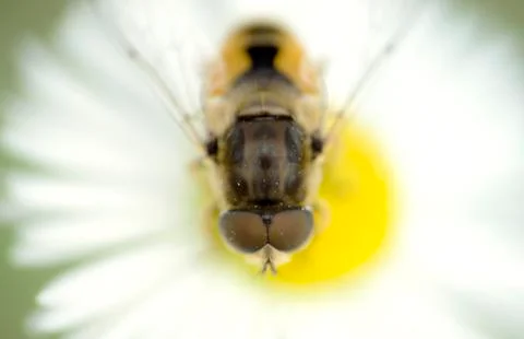 Bee on a daisy flower Stock Photos