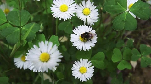 Bee on daisy flowers Stock Footage 130347405