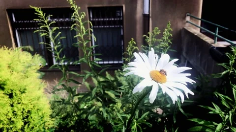A bee on a daisy Stock Footage 134977924