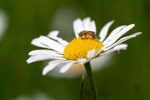 Bee on Daisy Stock Photos