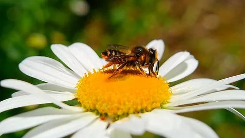 Bee On Daisy 스톡 사진
