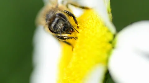 Bee on a daisy(camomile) Vídeos de archivo 24178334