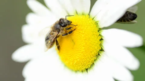 Bee on a daisy(camomile) Stock Footage 24178343