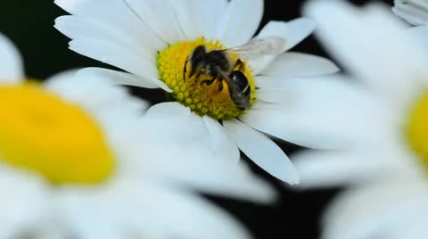 Bee on a daisy(camomile) Stock Footage 24178370
