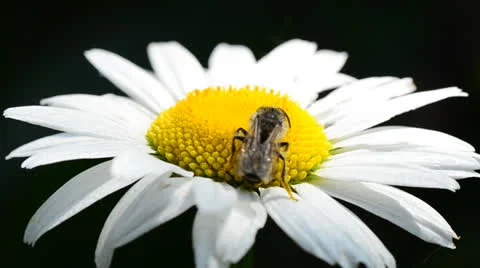 Bee on a daisy(camomile) Stock Footage 24178387