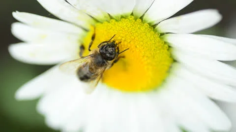 Bee on a daisy(camomile) Stock Footage 24178517