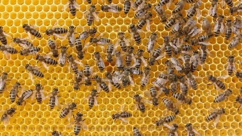 Bee dance. Passing information by bees Stock Footage 125284303