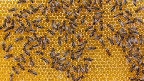 Bee dance. Passing information by bees Stock Footage 125284306