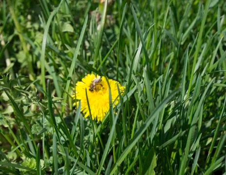Bee dancing on a dandelion getting nectar Stock Photos
