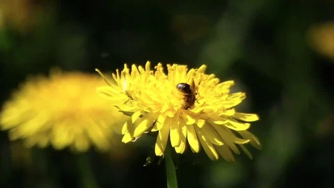 Bee on dandelion. The bee collects nectar. Stock Footage 75949191