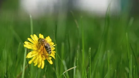 A bee on a dandelion close-up. A bee on a flower close-up. The count collects Stock Footage 194342735