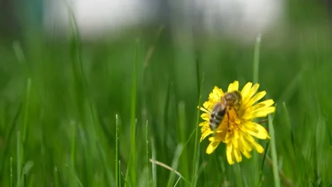 A bee on a dandelion close-up. A bee on a flower close-up. The count collects Stock Footage 194583636