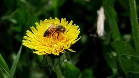 Bee on Dandelion Closeup Stock Footage 240645447