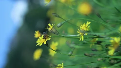 Bee On Dandelion Collects Pollen From Wild Flower At Green Grass Meadow Stock Footage 166921976