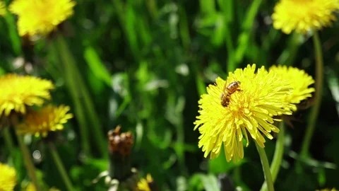 A bee on Dandelion flower Video stock 89255568