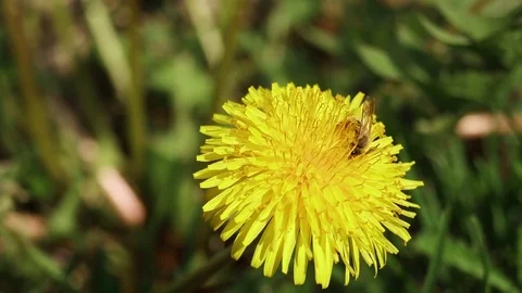 A bee on Dandelion flower Video stock 89255570