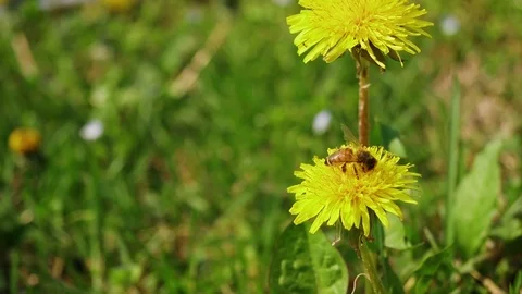A bee on Dandelion flower Video stock 89255596