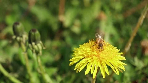 A bee on Dandelion flower Video stock 89255658