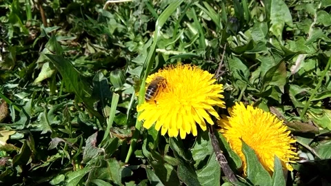 Bee on a dandelion flower Stock Footage 156326561