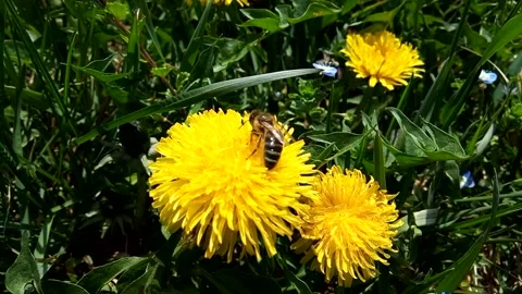 Bee on a dandelion flower Stock Footage 156326572