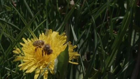 Bee dandelion flower Video stock 274035266