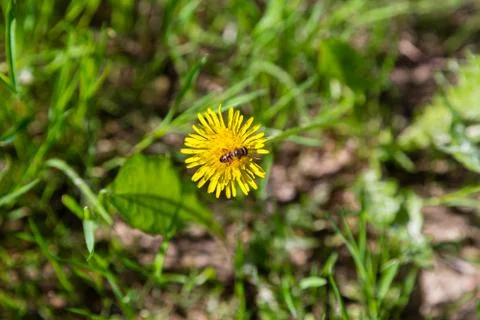 Bee on dandelion flower Stock Photos