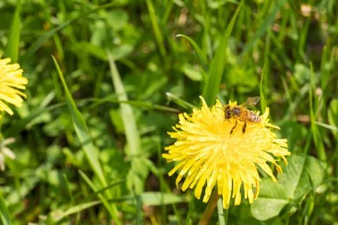 A bee on Dandelion flower Stock Photos