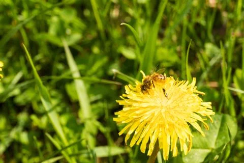 A bee on Dandelion flower Stock Photos