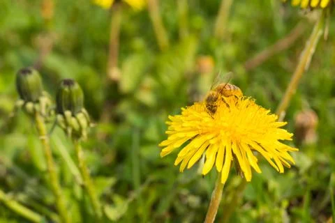 A bee on Dandelion flower Stock Photos
