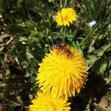 Bee on a dandelion flower Fotos de archivo