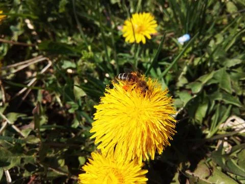 Bee on a dandelion flower Stock-Fotos