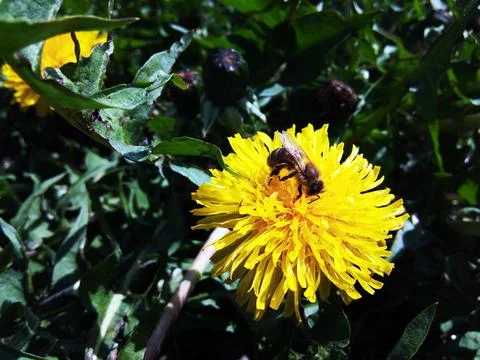 Bee on a dandelion flower Stock Photos