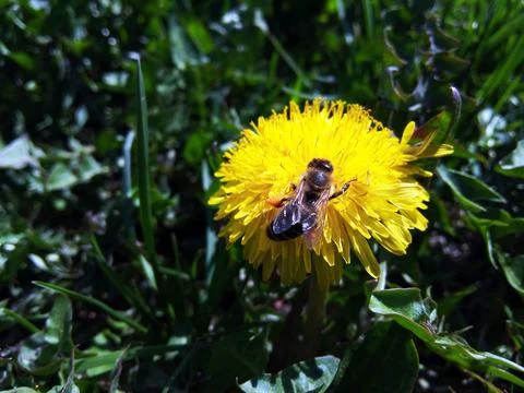 Bee on a dandelion flower Fotos Stock