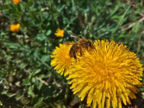 Bee on a dandelion flower Fotos Stock